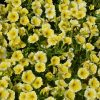 Petunia Bees Knees 4.5" - Image 2